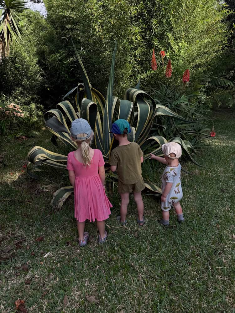 Three young children exploring a large agave plant outdoors