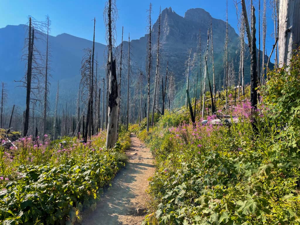 Mountain hiking trail with wildflowers and burned trees