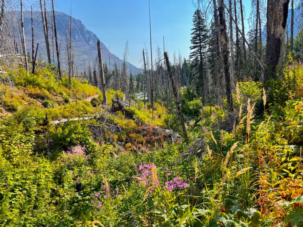 Wildflowers and burned trees regenerating in mountain forest landscape