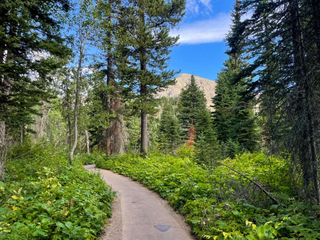 Paved forest trail with pine trees and mountain backdrop