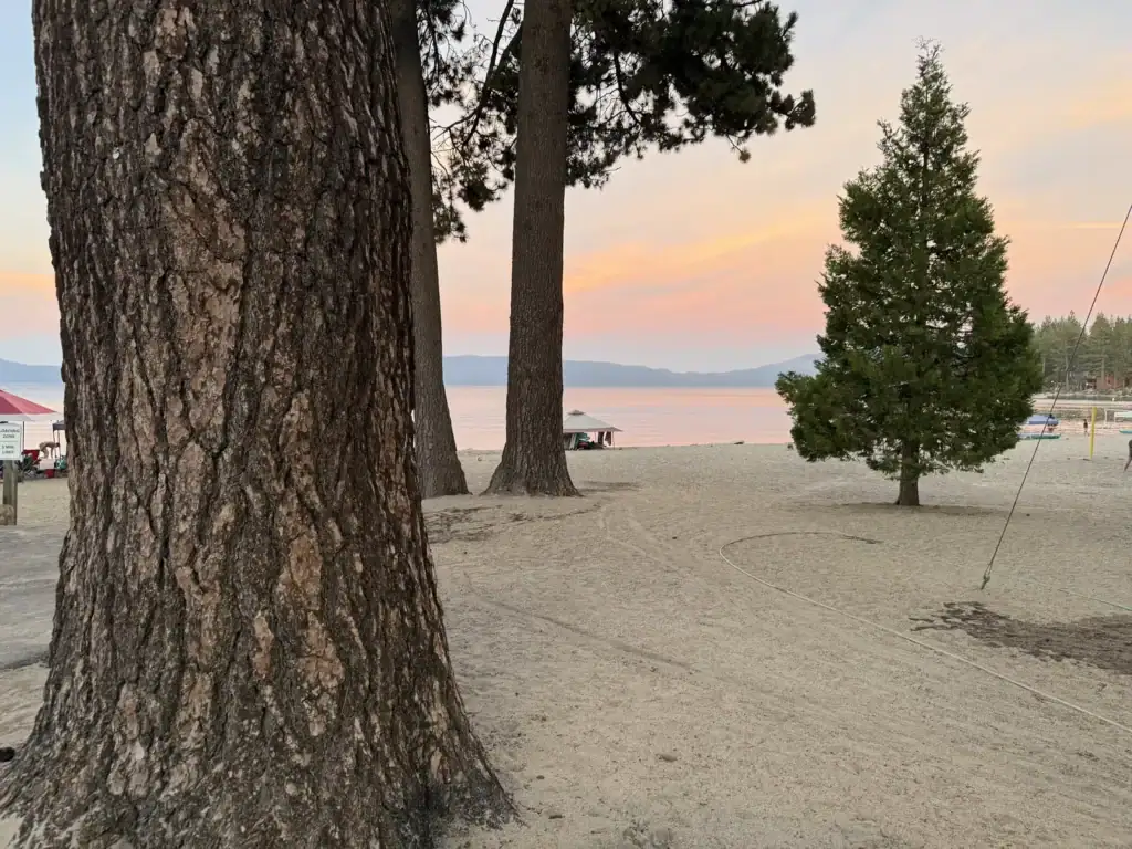 A large pine trunk frames a pink sunset over Lake Tahoe and an empty sandy beach.
