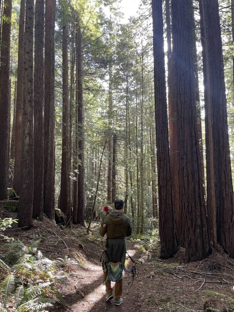 A man carrying a toddler in an Osprey backpack hiking carrier on a trail through a redwood forest